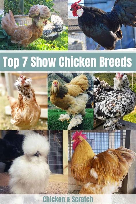 7 Stunning Show Chicken Breeds (with Pictures)