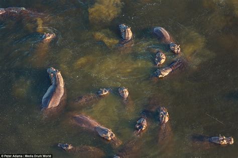 Breathtaking aerial images of Okavango Delta wildlife by Peter Adams - Planet Custodian