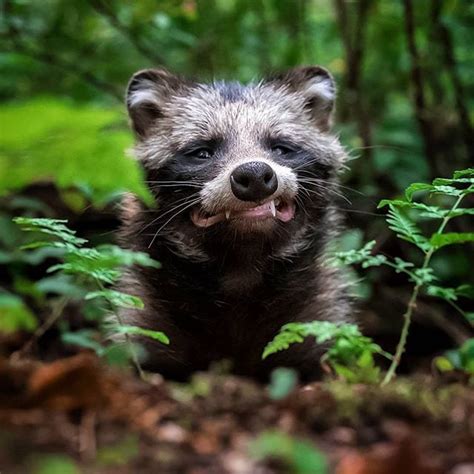 Finnish Wildlife Photography By This Photographer Will Change The Way You Think of This Country