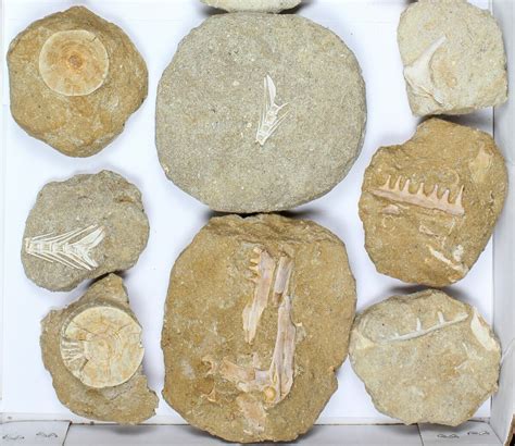 Flat: Cretaceous Marine Vertebrate Fossils - 14 Pieces For Sale (#96114) - FossilEra.com