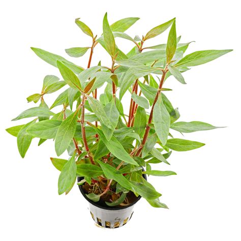 Alternanthera reineckii 'Mini' - Mini-Papageienblatt