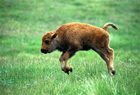 Baby Bison | Cute Critters | Pinterest | Babies, Baby animals and Animal