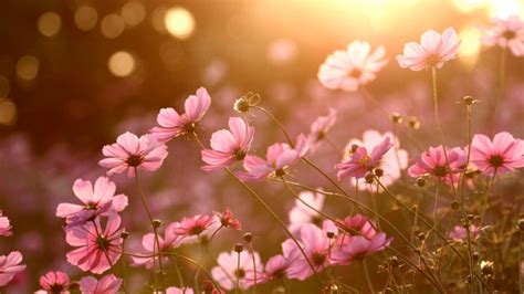 colorful, Nature, Sunlight, Plants, Flowers Wallpapers HD / Desktop and Mobile Backgrounds