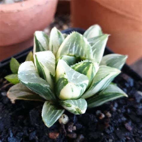 Haworthia Magnifica Variegated, - uploaded by @prettyandprickle