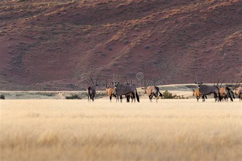 Herd of Gemsbok in Sossusvlei Stock Photo - Image of africa, namibia ...