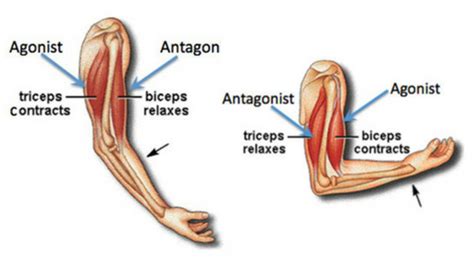 ANTAGONIST PAIRED SETS: A POWERFUL TOOL FOR MUSCLE GROWTH