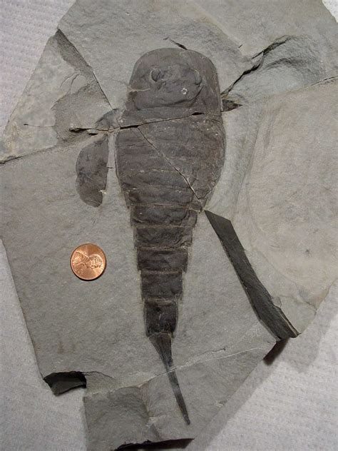 Show Us Your Eurypterids ! - General Fossil Discussion - The Fossil Forum