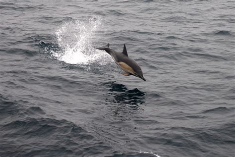 Dolphin jumping | (C) Tim Dobson hello@tdobson.net | Tim Dobson | Flickr