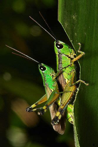 ˚Grasshoppers (Oxya sp., Oxyinae, Acrididae) - China Insect Anatomy, Cute Animals, Small Animals ...