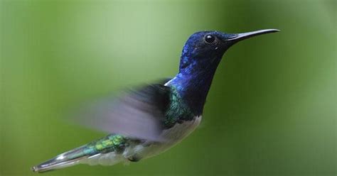 Nature | Hummingbirds: Magic in the Air - Preview | Season 28 | Episode ...