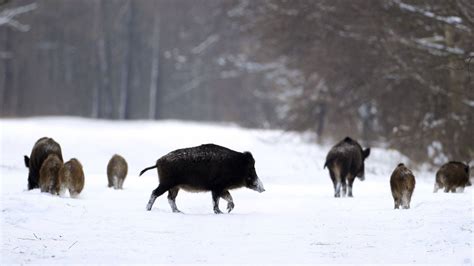 Radioactive wild boars still run wild in Germany, 28 years after ...