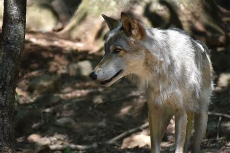 Western North Carolina Nature Center - WNC Nature Center