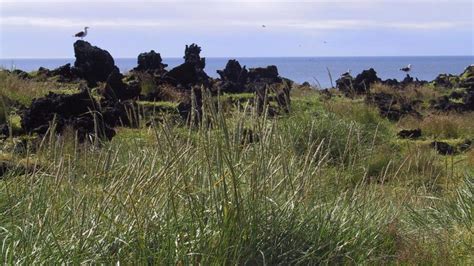 Surtsey - The Volcano Island, Iceland. Plants.