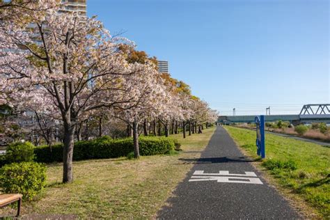 Arakawa River Cherry Blossoms in Japan Tokyo Editorial Image - Image of outdoor, full: 174627070