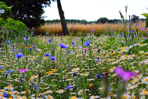 Gratis Afbeeldingen : natuur, gras, bloesem, fabriek, veld-, gazon ...