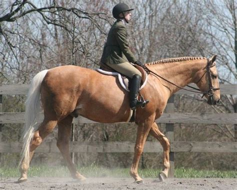 The Sport Horse Show and Breed Database | Palomino horse, Horses, Thoroughbred horse