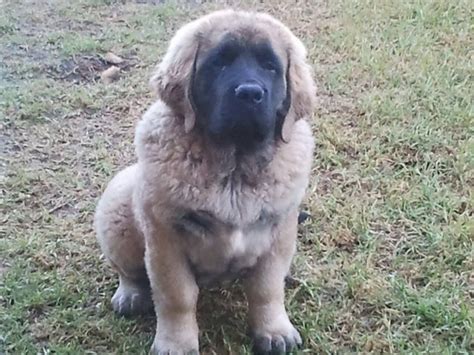 a fluffy mastiff! | Pets, Animals, Dogs