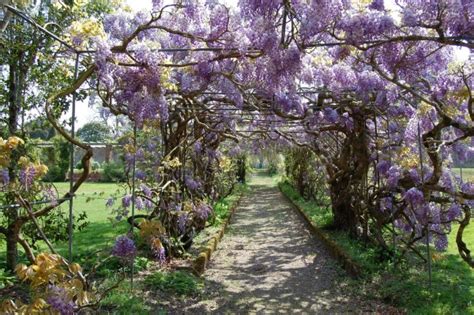 The Permanent Tourist » Dear Wisteria