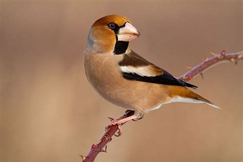 Hawfinch | Bird Identification Guide | Bird Spot