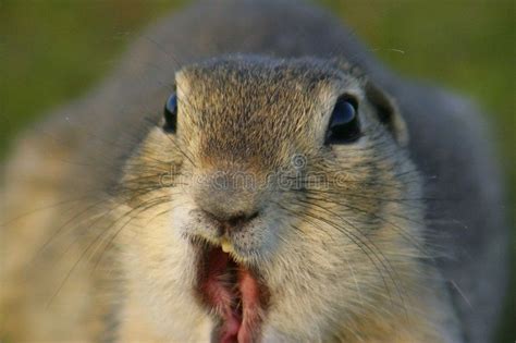 Funny Gopher Face. A gopher making a funny face with his mouth open # ...