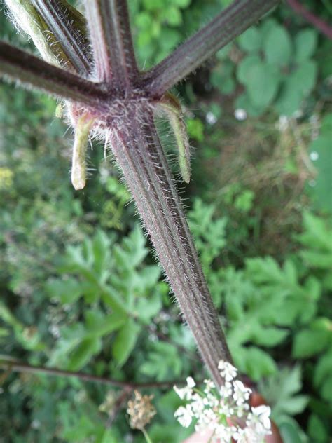 Common Hogweed (Heracleum Sphondylium) Identification