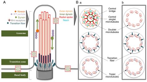 Schematic representation of the cilium structure. (A) Longitudinal... | Download Scientific Diagram