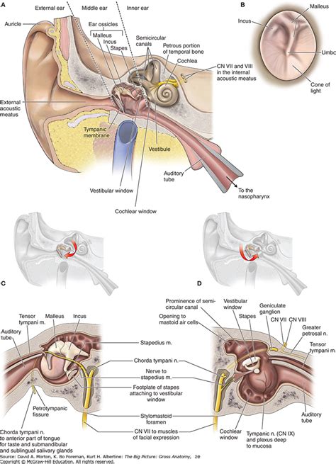 Incus Anatomy - Anatomy Book