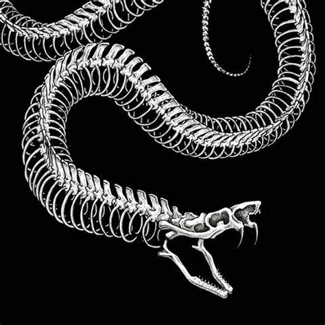 Snake Skeleton Drawing at PaintingValley.com | Explore collection of Snake Skeleton Drawing