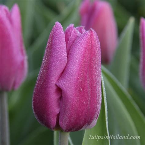 Tulip colors - Tulips in Holland