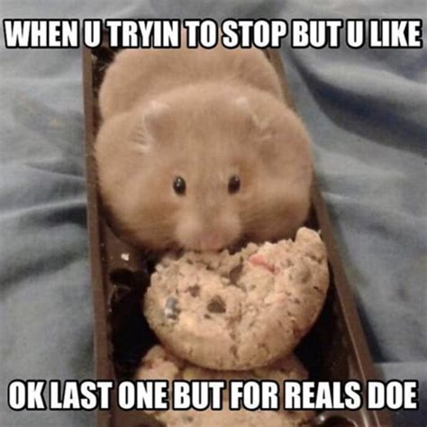 29 of the Cutest Hamster Memes We Could Find (So Far) | Let's Eat Cake