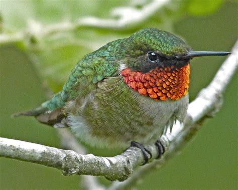 Ruby-throated Hummingbird male on a cold wet day - FeederWatch