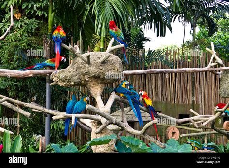 Birds Park In Singapore Stock Photos & Birds Park In Singapore Stock Images - Alamy