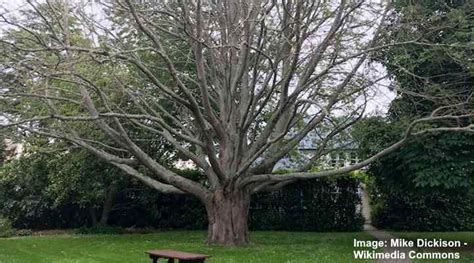 Walnut Trees Identification Guide (With Pictures): Leaves, Bark, Types