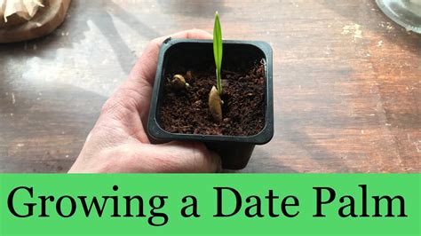 Growing Dates from seed UK - Date Palm tree 🌴 - YouTube