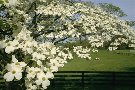 White Flowering Dogwood Trees For Sale | Guaranteed to Grow