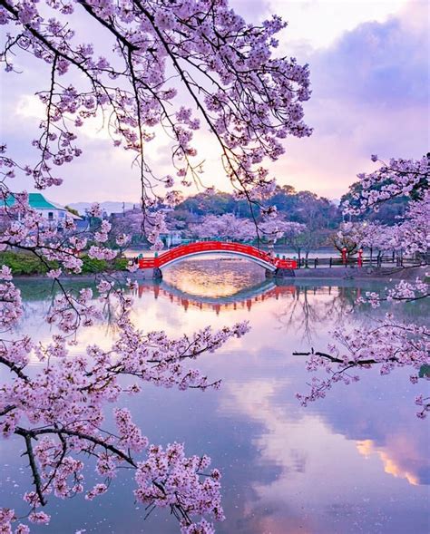 #japan #explorejapan #lavenderlove | Japanese landscape, Nature ...