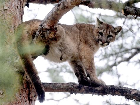 Pair of young mountain lions relocated from north Boulder – Colorado Daily