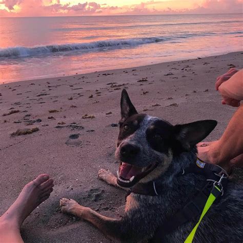 Cocoa Beach: dog-friendly Florida beach review | Paws and Reflect