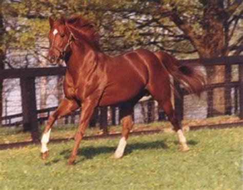 The Greatest Racehorse: Secretariat. - HubPages