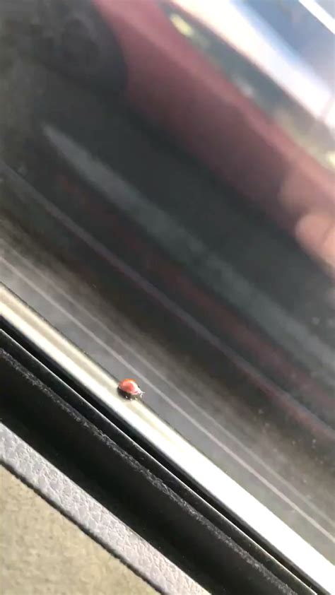 You’ve seen a fly pee but have you seen a ladybug poop? : r/awwwtf