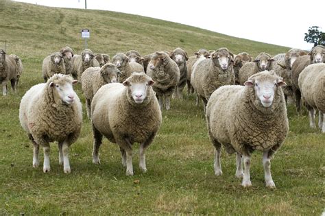 Using sheep genetics and nutrition to boost sheep production rates | Agriculture and Food