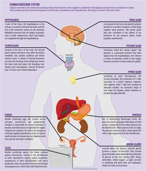 diagram endocrine system - DriverLayer Search Engine