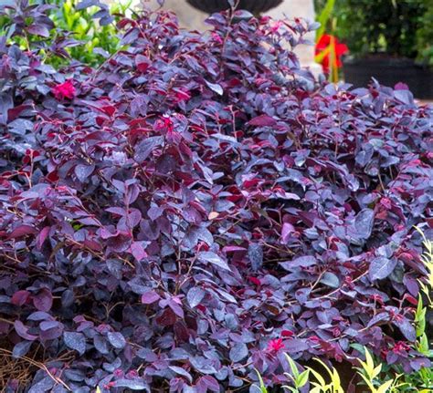 This new, compact loropetalum has the reddest blooms of all cultivars. Dark burgundy foliage ...