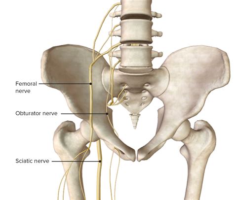 Anatomy of the Hip Joint, Hip Bones, Ligaments, Muscles, hip bones - mi-pro.co.uk