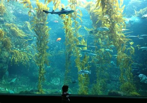 The Best Birch Aquarium at Scripps Tours & Tickets 2020 - La Jolla | Viator