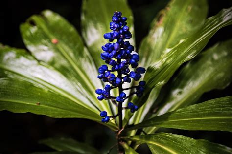 Blue Ginger Plant: Secret Scents Of Dichorisandra Thyrsiflora - Plantisima