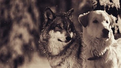 Wolf vs. Dog: What's the Difference? | The Dog People by Rover.com