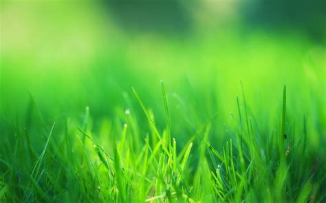 Green Grass Wallpapers - Top Free Green Grass Backgrounds - WallpaperAccess