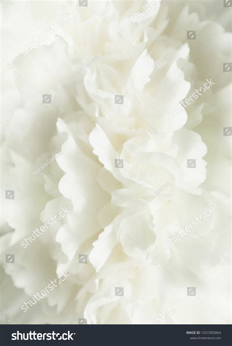 White Floral Sympathy Card Background Wedding Stock Photo 1531903064 | Shutterstock