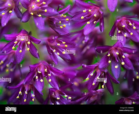 Pineapple lily hi-res stock photography and images - Alamy